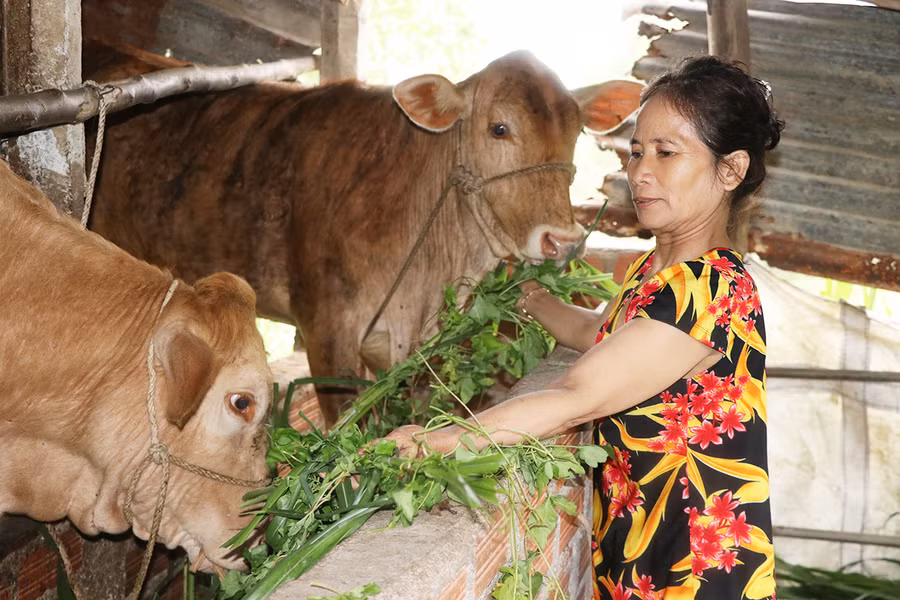 Gia đình bà Thạch Thị Nga (tổ 4, phường Ngô Mây, thị xã An Khê) vươn lên thoát nghèo nhờ được hỗ trợ vốn vay. Ảnh: Ngọc Minh