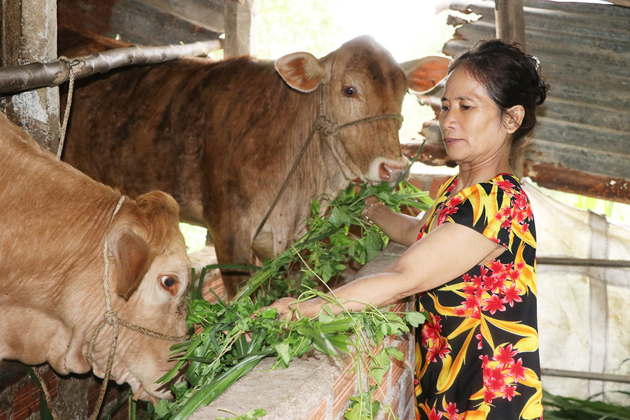 Gia đình bà Thạch Thị Nga (tổ 4, phường Ngô Mây, thị xã An Khê) vươn lên thoát nghèo nhờ được hỗ trợ vốn vay. Ảnh: Ngọc Minh Gia đình bà Thạch Thị Nga (tổ 4, phường Ngô Mây, thị xã An Khê) vươn lên thoát nghèo nhờ được hỗ trợ vốn vay. Ảnh: Ngọc Minh