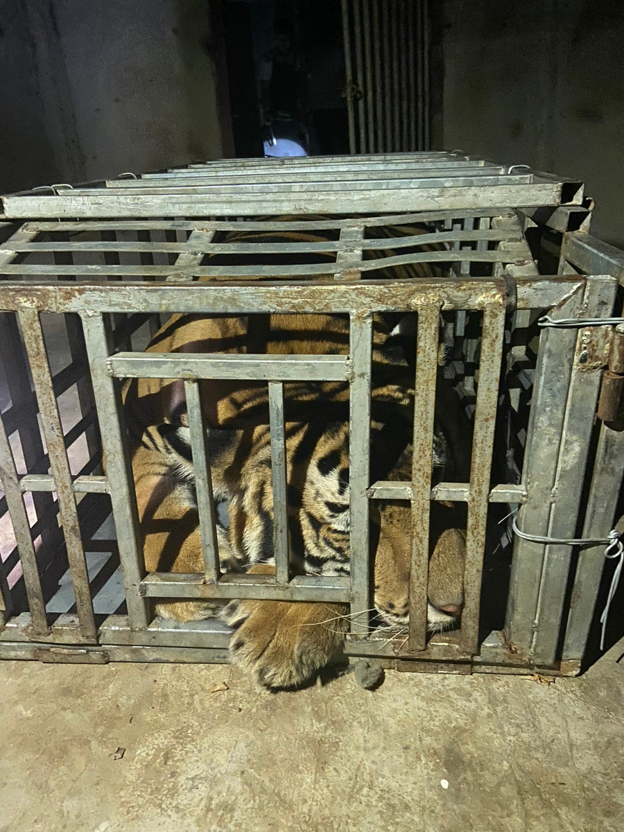 Cá thể hổ còn sống được 2 đối tượng dùng ô tô để vận chuyển. Ảnh: Công an Nghệ An Cá thể hổ còn sống được 2 đối tượng dùng ô tô để vận chuyển. Ảnh: Công an Nghệ An