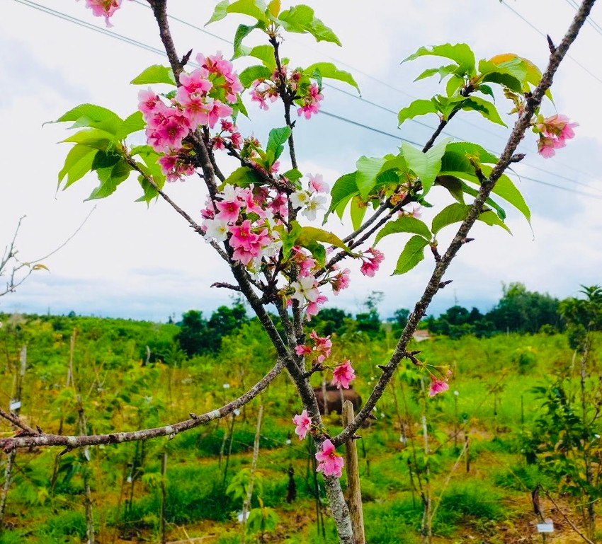 Một nhánh anh đào Nhật Bản bung nở ở vườn ươm Công ty TNHH Lâm nghiệp Sông Kôn. Ảnh: LN