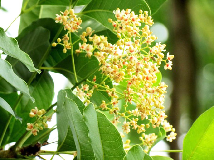 Hoa xà cừ. Ảnh: KIM BACH Hoa xà cừ. Ảnh: KIM BACH