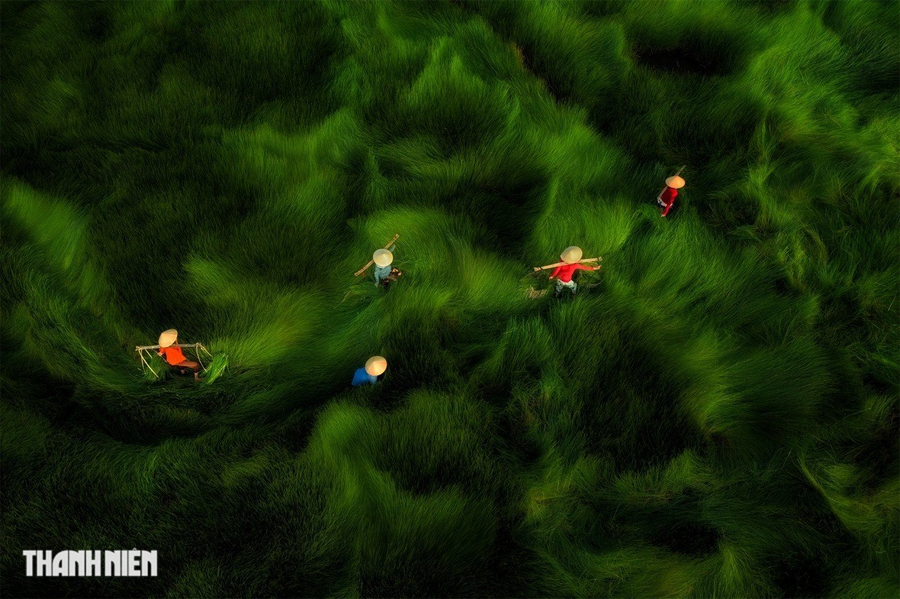 Bức ảnh Băng đồng của tác giả Nguyễn Sanh Quốc Huy ở hạng mục Con người, chụp những người phụ nữ gánh cỏ năng trở về sau khi thu hoạch ở huyện Thăng Bình, Quảng Nam.