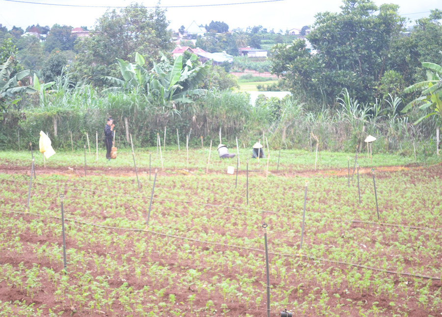 Các thành viên Nông hội rau hoa Trà Đa (TP. Pleiku) chăm sóc rau. Ảnh: Hoàng Cư