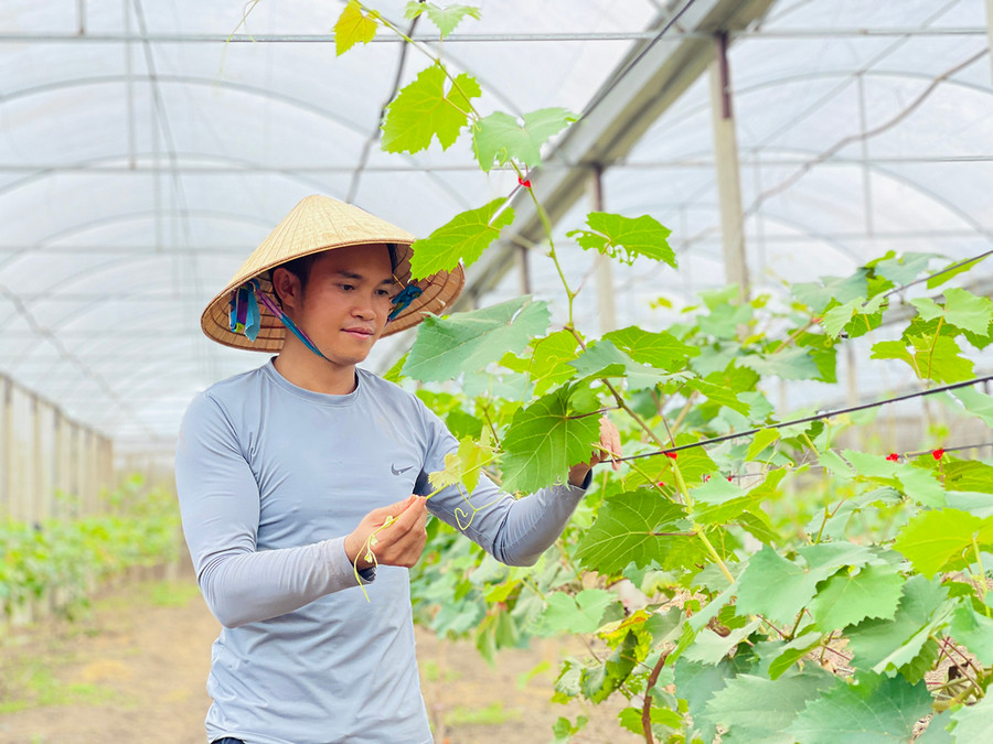 Anh Huỳnh Văn Lộc (thôn Tiên Sơn 2, xã Tân Sơn) là một trong những nông dân trẻ sản xuất nông nghiệp theo hướng đa canh. Ảnh: M.K Anh Huỳnh Văn Lộc (thôn Tiên Sơn 2, xã Tân Sơn) là một trong những nông dân trẻ sản xuất nông nghiệp theo hướng đa canh. Ảnh: M.K
