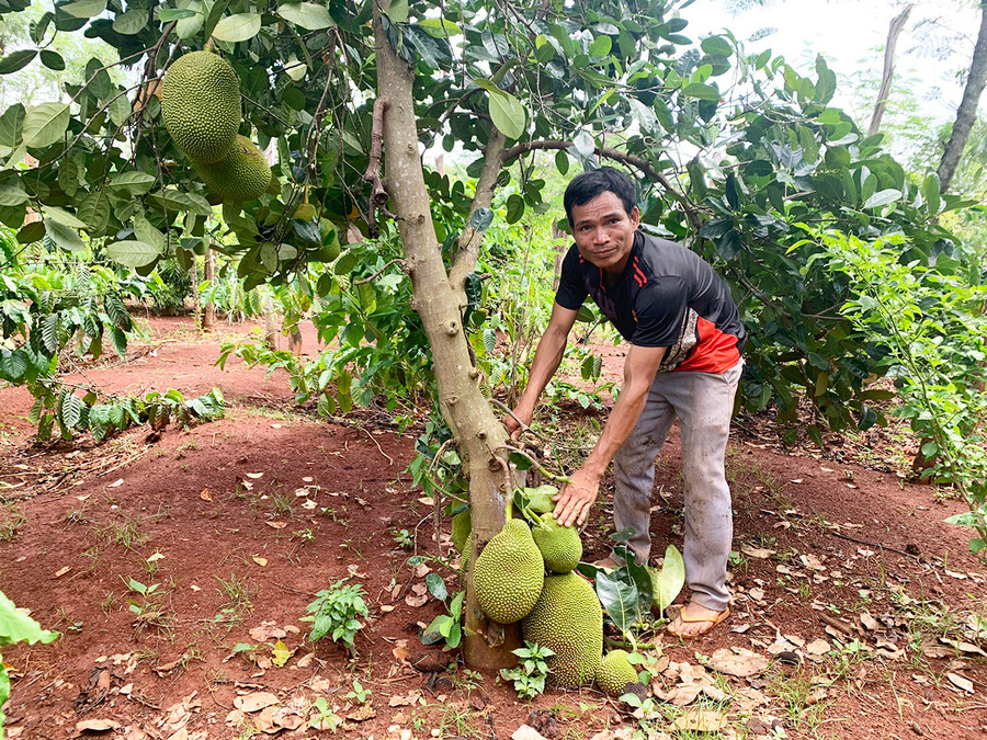 Anh Rmah Đaniel là tấm gương thanh niên vượt khó làm giàu ở làng Tung Neng, xã Ia Dreng, huyện Chư Pưh. Ảnh: R.P