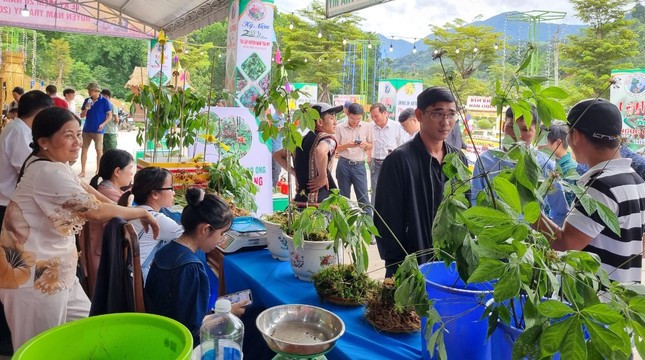 Phiên chợ sâm Ngọc Linh diễn ra từ ngày 1 - 3 hằng tháng tại huyện miền núi Nam Trà My, Quảng Nam.