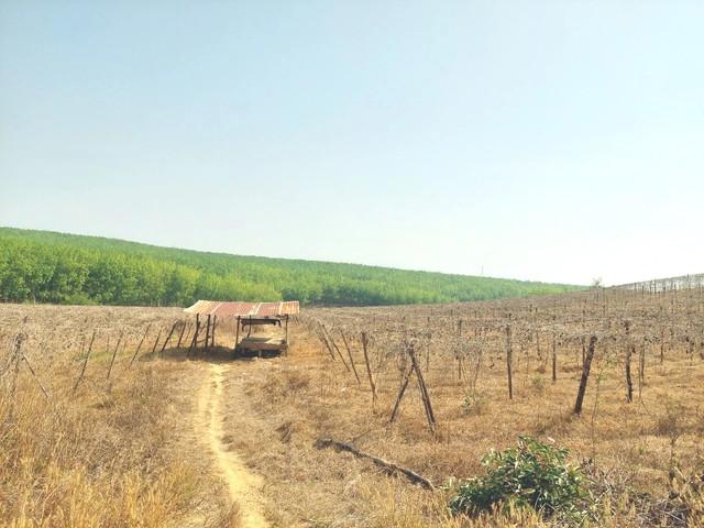 Kon Tum có khoảng 1.770 ha cây trồng có nguy cơ thiếu nước, khô hạn. Ảnh: ĐỨC NHẬT