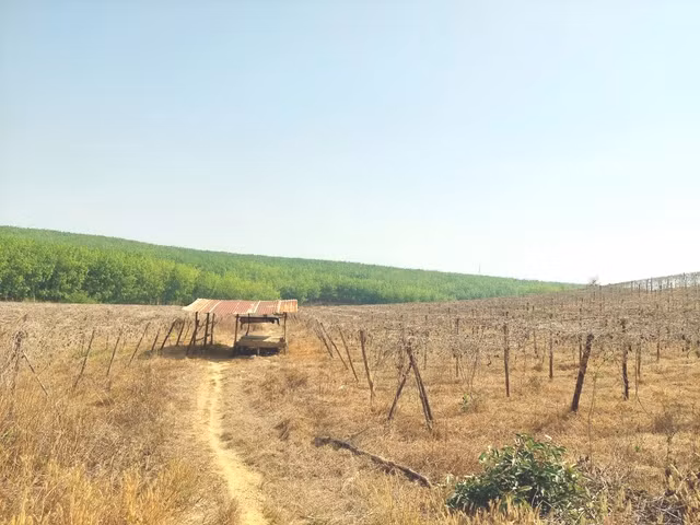 Kon Tum có khoảng 1.770 ha cây trồng có nguy cơ thiếu nước, khô hạn. Ảnh: ĐỨC NHẬT