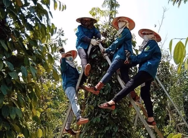 Giá hồ tiêu tăng cao mang lại niềm vui cho người trồng sau nhiều năm bỏ bê vì chán nản. Ảnh: NVCC