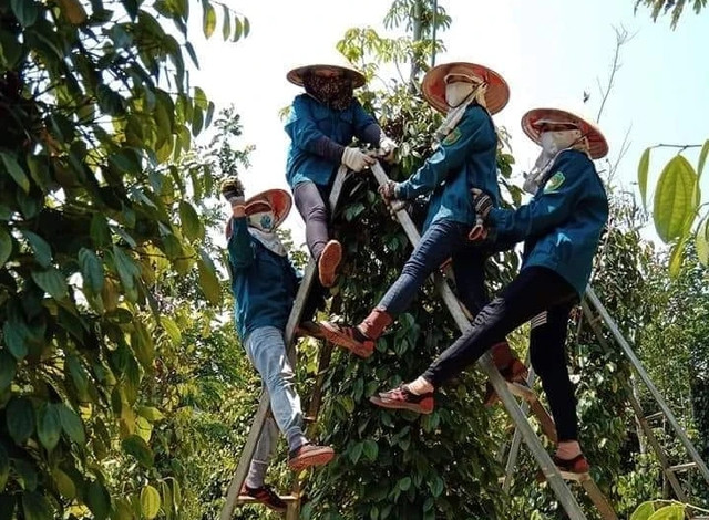 Giá hồ tiêu tăng cao mang lại niềm vui cho người trồng sau nhiều năm bỏ bê vì chán nản. Ảnh: NVCC Giá hồ tiêu tăng cao mang lại niềm vui cho người trồng sau nhiều năm bỏ bê vì chán nản. Ảnh: NVCC