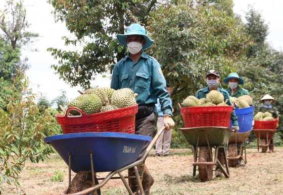 Thu hoạch sầu riêng tại Đắk Lắk. Ảnh theo báo Đắk Lắk Thu hoạch sầu riêng tại Đắk Lắk. Ảnh theo báo Đắk Lắk