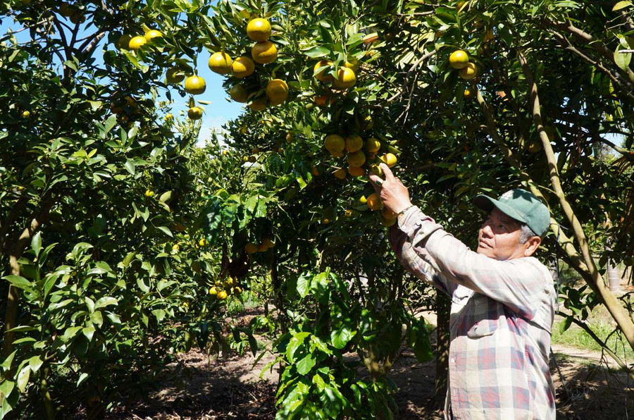 Vườn cây ăn trái của ông Nguyễn Luân sai trĩu quả. Ảnh: V.T Vườn cây ăn trái của ông Nguyễn Luân sai trĩu quả. Ảnh: V.T