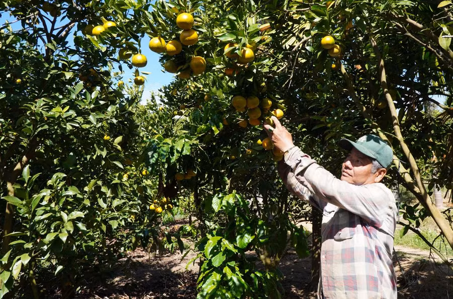 Vườn cây ăn trái của ông Nguyễn Luân sai trĩu quả. Ảnh: V.T