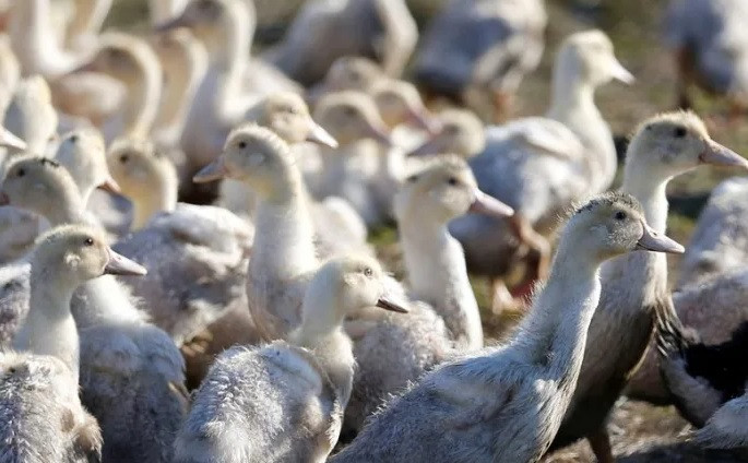 Virus cúm gia cầm chủ yếu lây lan giữa các loài chim hoang dã và gia cầm như vịt, mòng biển, gà và chim cút. Ảnh: Reuters Virus cúm gia cầm chủ yếu lây lan giữa các loài chim hoang dã và gia cầm như vịt, mòng biển, gà và chim cút. Ảnh: Reuters