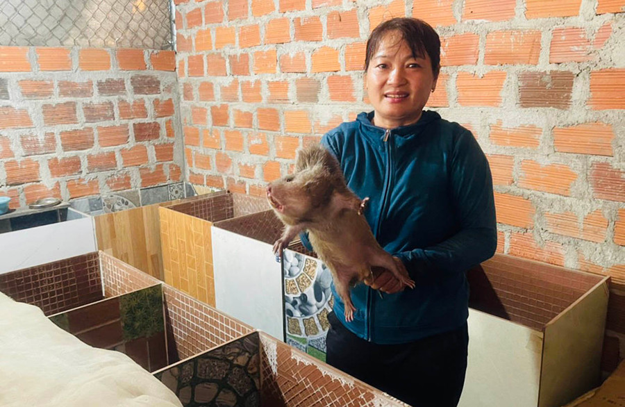 Nhờ đầu ra ổn định, chị Nguyễn Thị Quyết (tổ 1, phường Hòa Bình) đang nhân giống mở rộng mô hình nuôi dúi. Ảnh: Vũ Chi