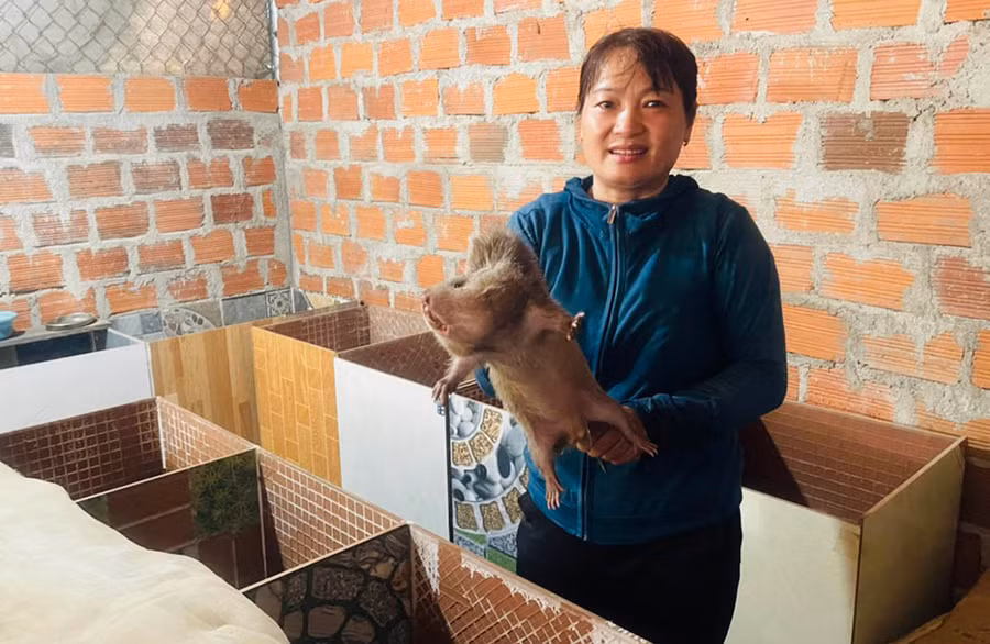 Nhờ đầu ra ổn định, chị Nguyễn Thị Quyết (tổ 1, phường Hòa Bình) đang nhân giống mở rộng mô hình nuôi dúi. Ảnh: Vũ Chi