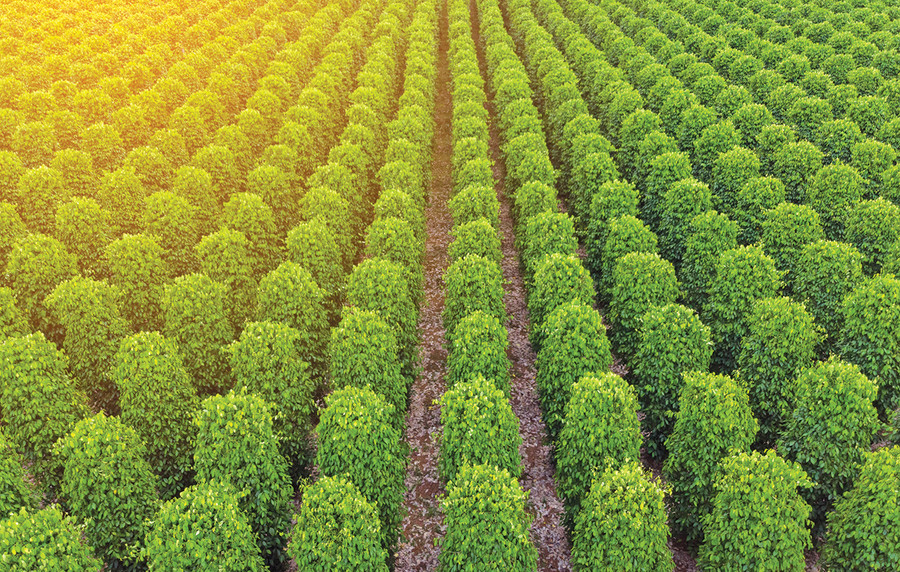 Một vườn hồ tiêu xanh tốt. Ảnh: Phạm Quý Một vườn hồ tiêu xanh tốt. Ảnh: Phạm Quý