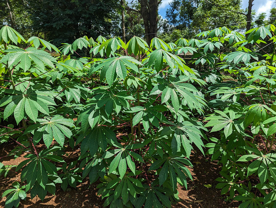 Lá mì đã trở thành đặc sản ẩm thực không chỉ ở Gia Lai. Ảnh: N.Q.T