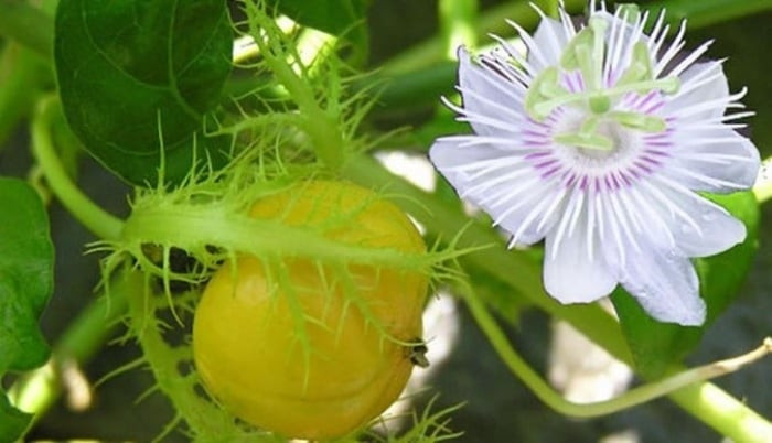 Cây lạc tiên được biết đến là dược liệu thiên nhiên mang đến nhiều lợi ích sức khỏe. (Ảnh minh họa) Cây lạc tiên được biết đến là dược liệu thiên nhiên mang đến nhiều lợi ích sức khỏe. (Ảnh minh họa)