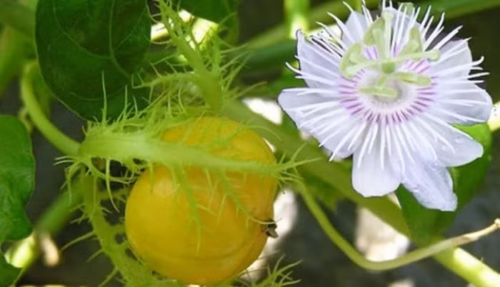 Cây lạc tiên được biết đến là dược liệu thiên nhiên mang đến nhiều lợi ích sức khỏe. (Ảnh minh họa)