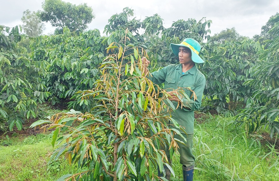 Cây sầu riêng trồng xen canh vườn cà phê của anh Quư. Ảnh: Nguyễn Diệp Cây sầu riêng trồng xen canh vườn cà phê của anh Quư. Ảnh: Nguyễn Diệp