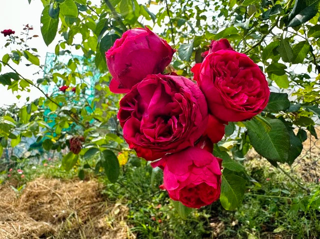 Theo anh Duy, khoảng 1 năm sau khi trồng thì cây mới thích nghi và cho hoa to, đẹp. Ảnh: KIM NGỌC NGHIÊN Theo anh Duy, khoảng 1 năm sau khi trồng thì cây mới thích nghi và cho hoa to, đẹp. Ảnh: KIM NGỌC NGHIÊN