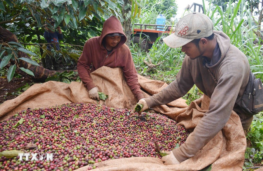 Nông dân Đắk Lắk thu hoạch cà phê niên vụ 2023–2024. (Ảnh: Hoài Thu/TTXVN) Nông dân Đắk Lắk thu hoạch cà phê niên vụ 2023–2024. (Ảnh: Hoài Thu/TTXVN)