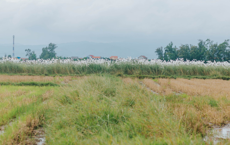 Càng đi vào sâu, các bãi lau càng nhiều. Để tiếp cận các bãi lau, du khách cần phải băng qua các cánh đồng. Ảnh: BÁ CƯỜNG