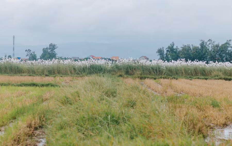 Càng đi vào sâu, các bãi lau càng nhiều. Để tiếp cận các bãi lau, du khách cần phải băng qua các cánh đồng. Ảnh: BÁ CƯỜNG