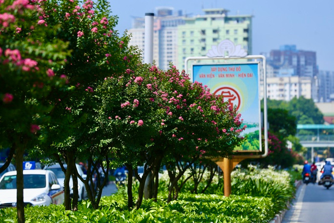 Giới trẻ thích thú khoe sắc bên hoa tường vi nở rộ - Ảnh 4. Giới trẻ thích thú khoe sắc bên hoa tường vi nở rộ ảnh 4