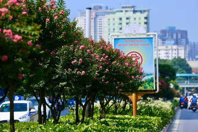 Giới trẻ thích thú khoe sắc bên hoa tường vi nở rộ ảnh 4