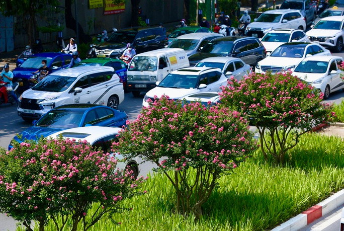 Giới trẻ thích thú khoe sắc bên hoa tường vi nở rộ - Ảnh 3. Giới trẻ thích thú khoe sắc bên hoa tường vi nở rộ ảnh 3