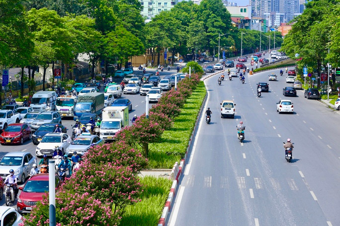 Giới trẻ thích thú khoe sắc bên hoa tường vi nở rộ - Ảnh 1. Giới trẻ thích thú khoe sắc bên hoa tường vi nở rộ ảnh 1