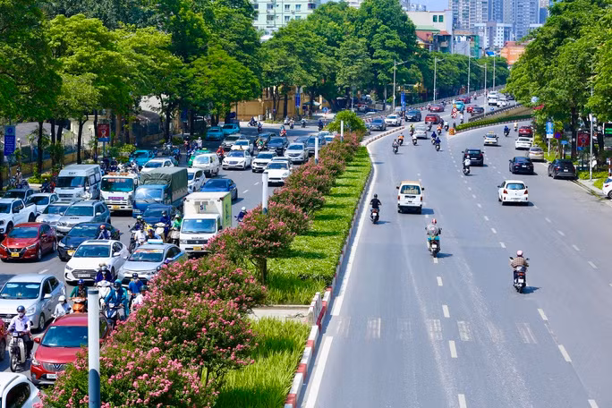 Giới trẻ thích thú khoe sắc bên hoa tường vi nở rộ ảnh 1