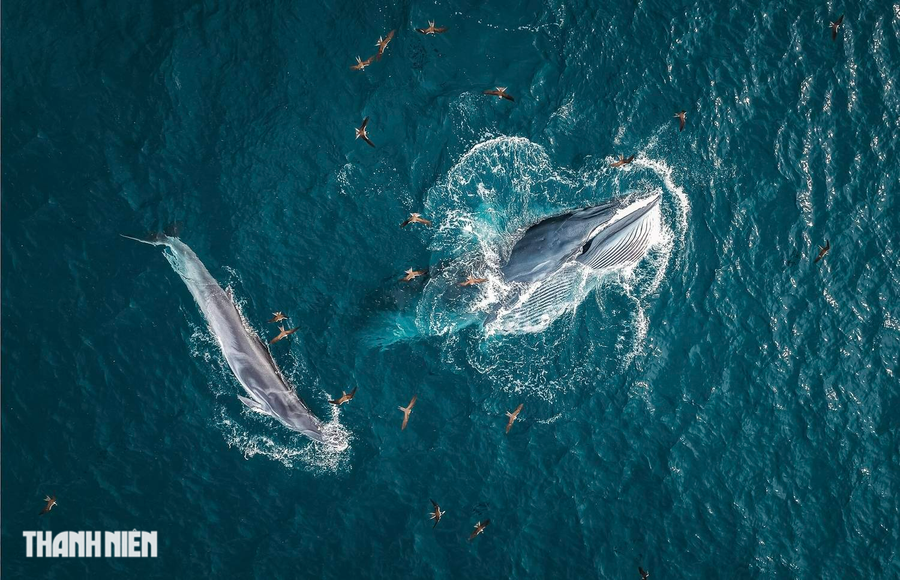 "Môi trường biển Bình Định sạch và có nhiều đàn cá con, động vật phù du nằm trong số các yếu tố thu hút cá voi đến kiếm ăn. Những con cá voi nhảy lên đớp mồi liên tục, cảnh tượng hiếm có khiến người xem kinh ngạc và thích thú", anh Trung chia sẻ với Thanh Niên. Ảnh: PHẠM HUY TRUNG "Môi trường biển Bình Định sạch và có nhiều đàn cá con, động vật phù du nằm trong số các yếu tố thu hút cá voi đến kiếm ăn. Những con cá voi nhảy lên đớp mồi liên tục, cảnh tượng hiếm có khiến người xem kinh ngạc và thích thú", anh Trung chia sẻ với Thanh Niên. Ảnh: PHẠM HUY TRUNG