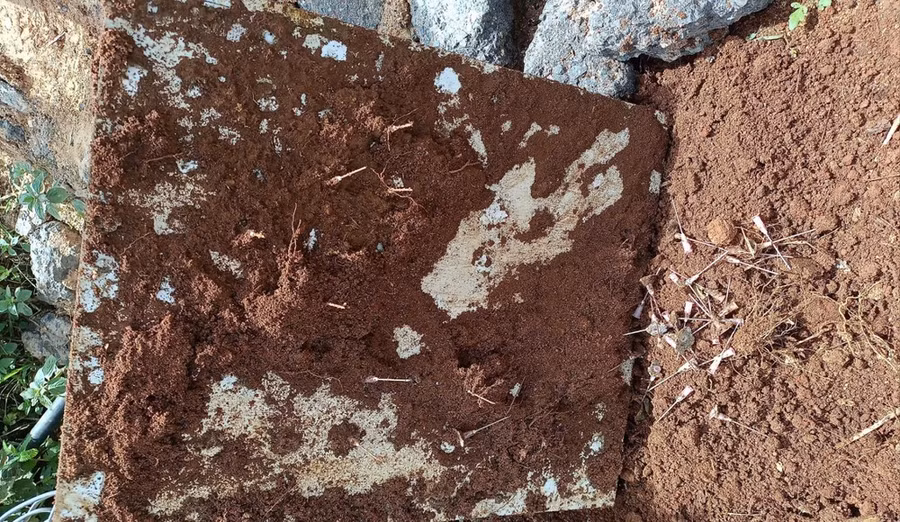 Khoảng 30 kim tiêm được đặt làm bẫy nhằm đối phó với lực lượng giải toả đất rừng.