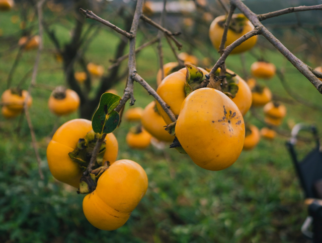 Đến Mộc Châu thăm vườn hồng, thưởng thức món quà của mùa thu - Ảnh 4. Hồng có thể ăn tươi hoặc làm món hồng treo gió cũng rất ngon. Ảnh: QUANG KIÊN