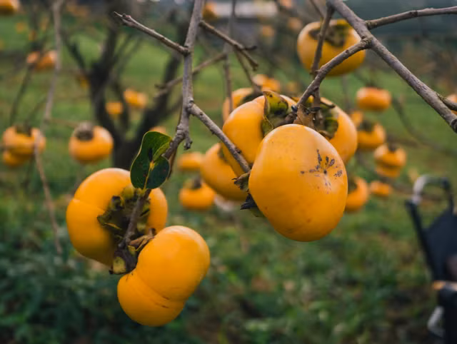 Hồng có thể ăn tươi hoặc làm món hồng treo gió cũng rất ngon. Ảnh: QUANG KIÊN