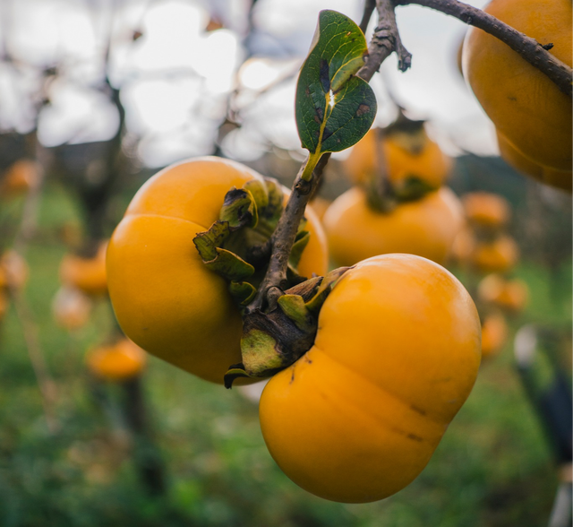 Đến Mộc Châu thăm vườn hồng, thưởng thức món quà của mùa thu - Ảnh 2. Quả hồng căng bóng, màu vàng cam bắt mắt. Ảnh: HUỲNH NHI