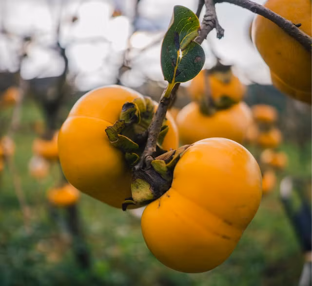 Quả hồng căng bóng, màu vàng cam bắt mắt. Ảnh: HUỲNH NHI