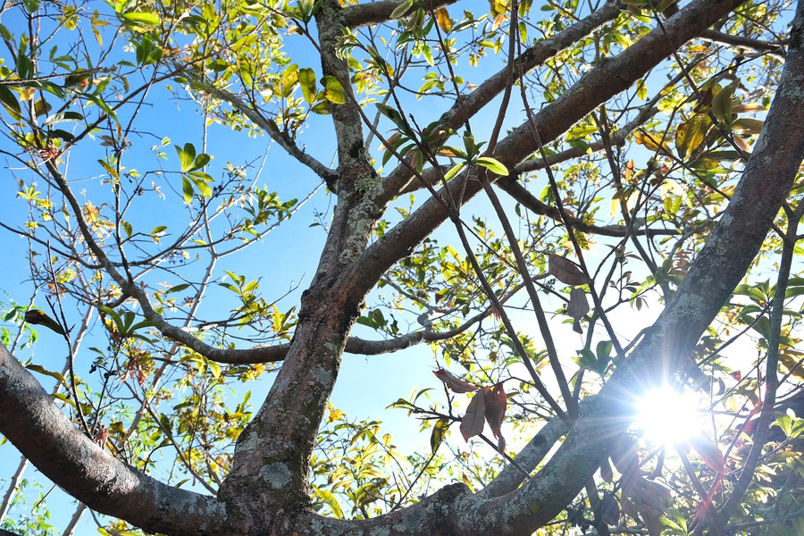 Cây mai trổ những lộc non trong mùa xuân mới. Ảnh: Hoàng Ngọc Cây mai trổ những lộc non trong mùa xuân mới. Ảnh: Hoàng Ngọc