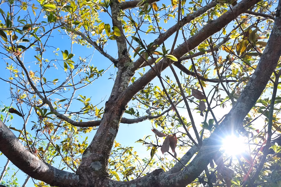 Cây mai trổ những lộc non trong mùa xuân mới. Ảnh: Hoàng Ngọc