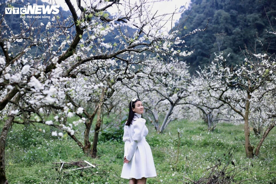 Trước cảnh đẹp của mùa xuân Tây Bắc, Mỹ Hà (du khách đến từ Hà Nội) đã lựa chọn Mộc Châu là điểm du xuân, để được thỏa sức hòa mình với thiên nhiên.