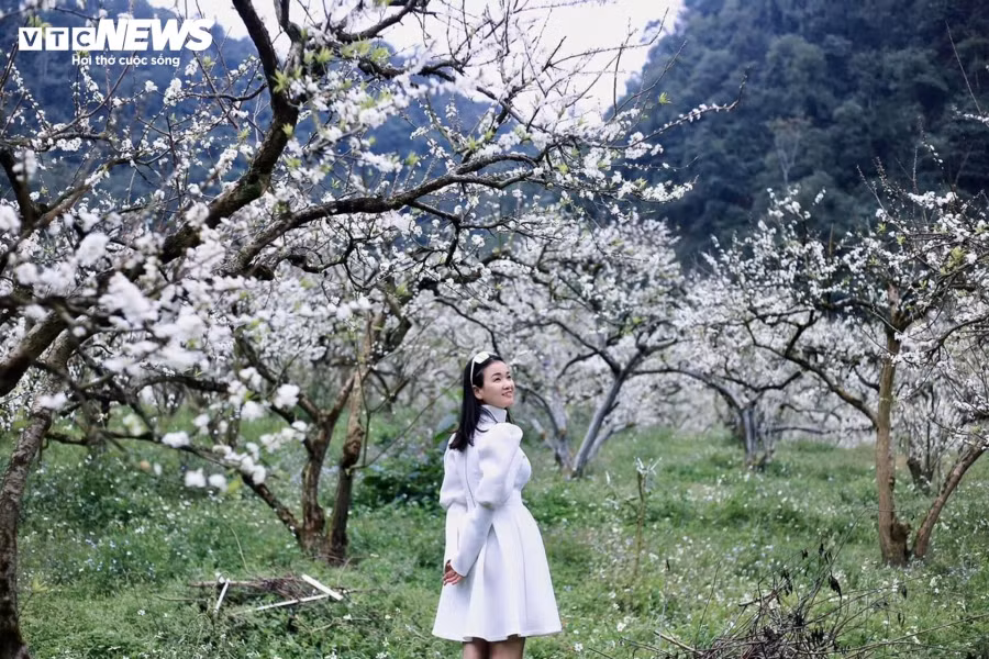 Trước cảnh đẹp của mùa xuân Tây Bắc, Mỹ Hà (du khách đến từ Hà Nội) đã lựa chọn Mộc Châu là điểm du xuân, để được thỏa sức hòa mình với thiên nhiên.
