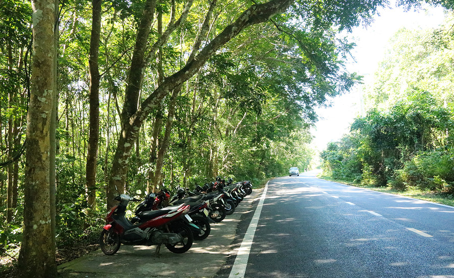 Dọc cung đường xuyên vườn quốc gia, cây rừng xanh tốt, tỏa bóng mát sẽ cho du khách cảm giác thư thái. Ảnh: GIANG LINH