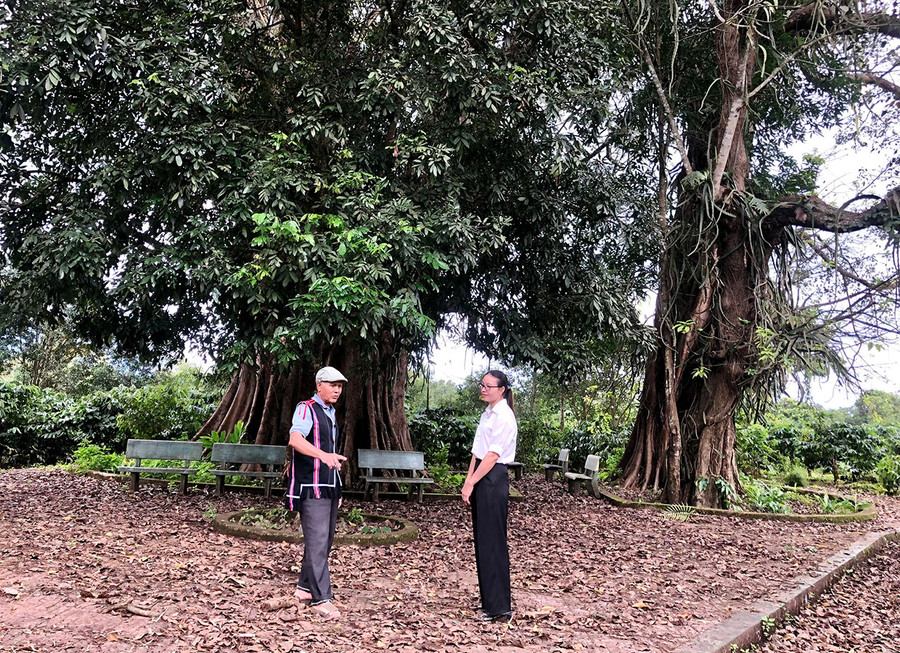 Già làng Hmrik (bìa trái) giới thiệu về cây đa cổ thụ trên 200 tuổi gắn liền với bà con dân làng. Ảnh: L.N