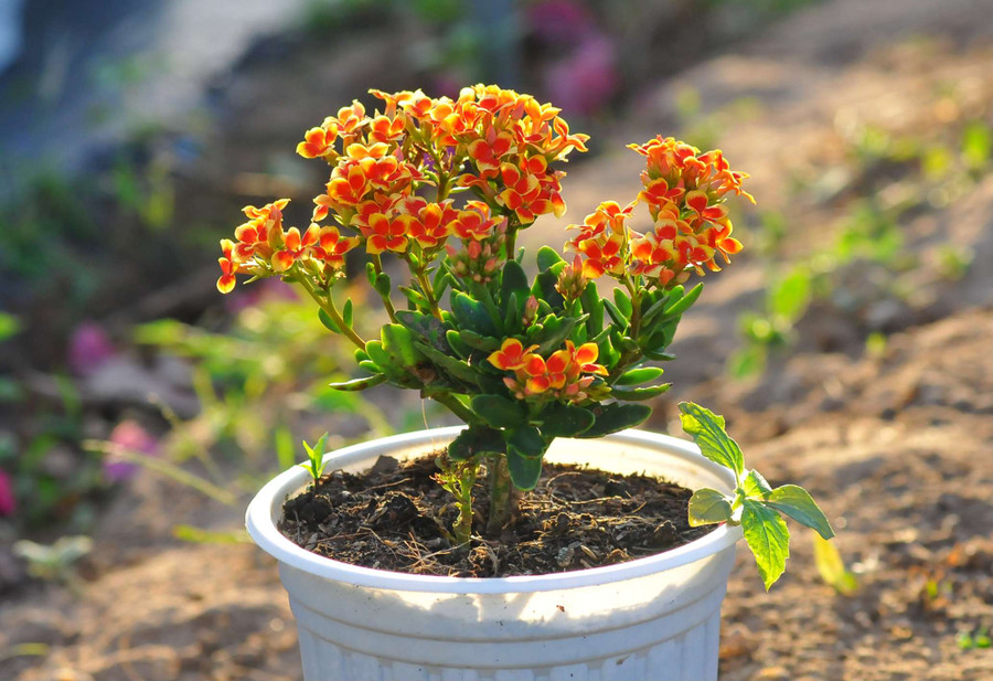 Hoa sống đời Hoa sống đời