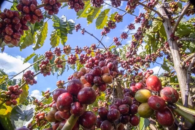 Giá cà phê hạ nhiệt. Ảnh MINH ĐĂNG