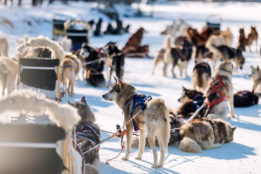 Du khách Việt có cơ hội trải nghiệm xe kéo bởi chó trên mặt sông băng.