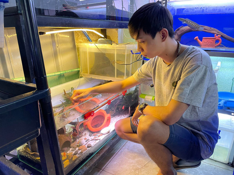 377282035_360425439819265_7638908421881261698_n.jpg Khánh từ chàng trai thất nghiệp đến kiếm được hàng chục triệu đồng/tháng nhờ nuôi cá lóc cảnh. Ảnh: TẤN ĐẠT